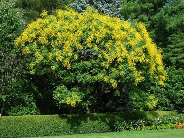 Jabonero de la China - Koelreuteria paniculata - El Nou Garden