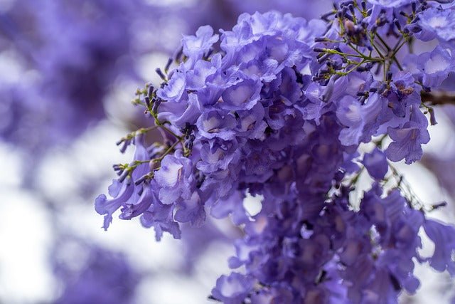 Jacaranda - Jacaranda mimosifolia - Flamboyant azul - El Nou Garden