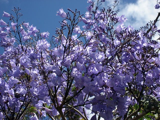 Jacaranda - Jacaranda mimosifolia - Flamboyant azul - El Nou Garden