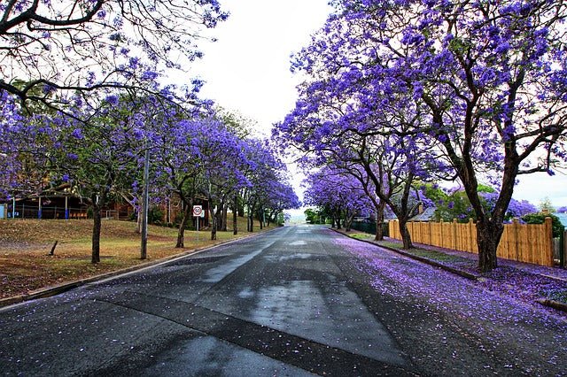 Jacaranda - Jacaranda mimosifolia - Flamboyant azul - El Nou Garden