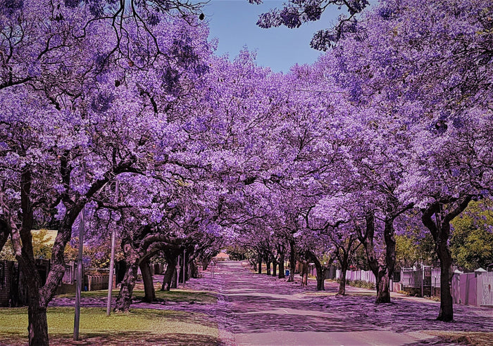 Jacaranda - Jacaranda mimosifolia - Flamboyant azul - El Nou Garden