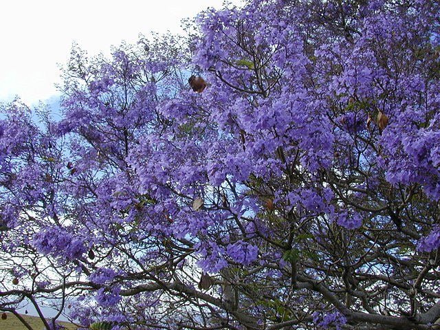 Jacaranda - Jacaranda mimosifolia - Flamboyant azul - El Nou Garden