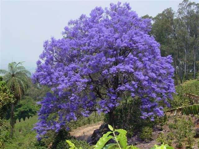 Jacaranda - Jacaranda mimosifolia - Flamboyant azul - El Nou Garden