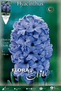 Jacinto azul - Hyacinthus - Bulbos - El Nou Garden