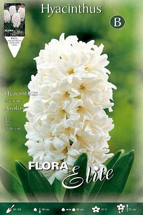 Jacinto blanco - Hyacinthus - Bulbos - El Nou Garden