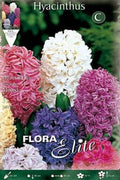 Jacinto mezcla colores - Hyacinthus - Bulbos - El Nou Garden
