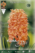 Jacinto naranja - Hyacinthus - Bulbos - El Nou Garden