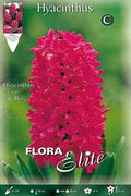 Jacinto rojo - Hyacinthus - Bulbos - El Nou Garden