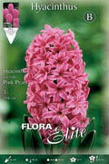 Jacinto rosa fuerte - Hyacinthus - Bulbos - El Nou Garden