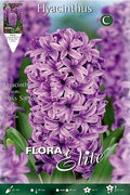 Jacinto violeta - Hyacinthus - Bulbos - El Nou Garden