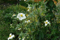Jara - Cistus laurifolius - El Nou Garden