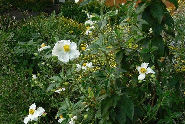 Jara - Cistus laurifolius - El Nou Garden