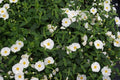 Jara híbrida blanca - Cistus corbariensis - El Nou Garden