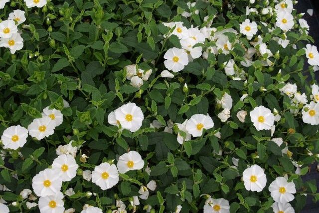 Jara híbrida blanca - Cistus corbariensis - El Nou Garden