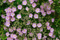 Jara Skanbergii - Cistus - El Nou Garden