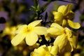 Jazmín amarillo - Jasminum nudiflorum - Jazmín de invierno - El Nou Garden