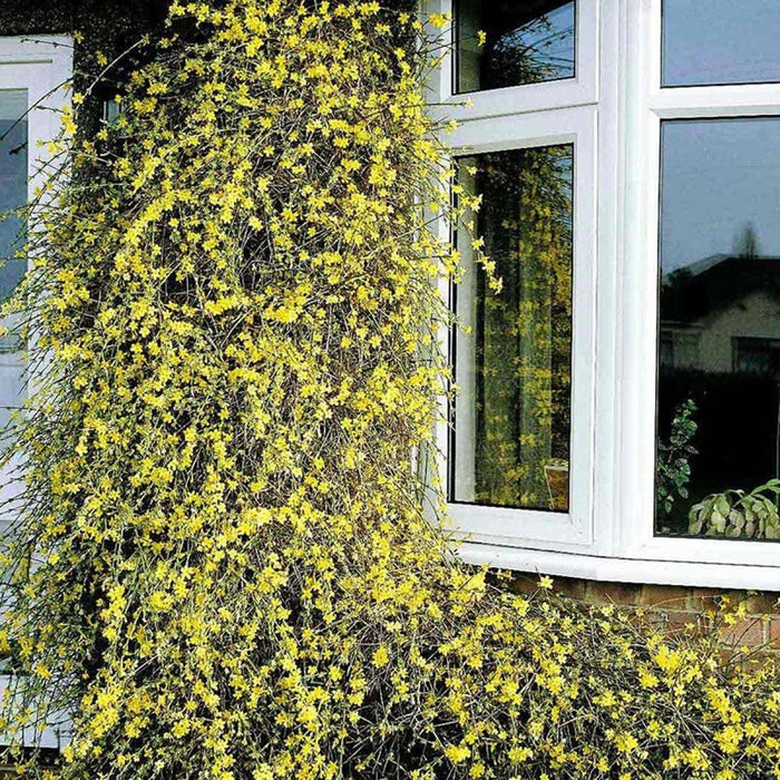 Jazmín amarillo - Jasminum nudiflorum - Jazmín de invierno - El Nou Garden