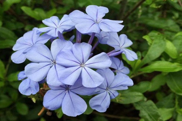 Jazmín azul Royal Cape - Plumbago auriculata - El Nou Garden