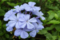 Jazmín azul Royal Cape - Plumbago auriculata - El Nou Garden