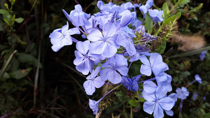 Jazmín azul Royal Cape - Plumbago auriculata - El Nou Garden