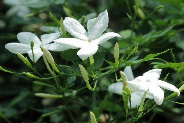 Jazmín común - Jasminum officinalis - Jazmín de verano - El Nou Garden