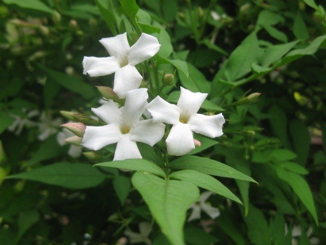 Jazmín común - Jasminum officinalis - Jazmín de verano - El Nou Garden