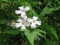 Jazmín común - Jasminum officinalis - Jazmín de verano - El Nou Garden