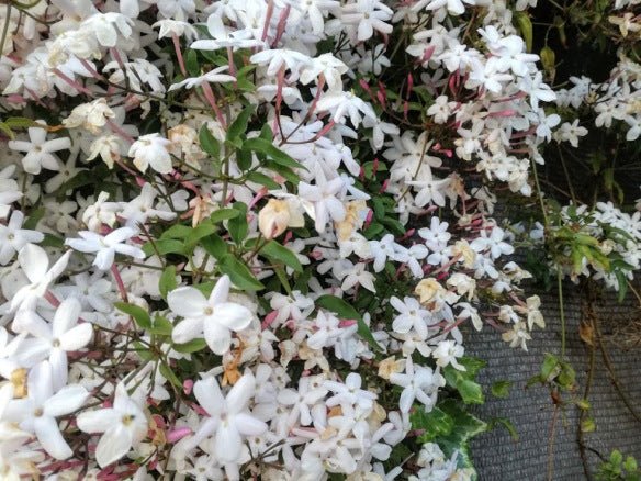 Jazmín común - Jasminum officinalis - Jazmín de verano - El Nou Garden