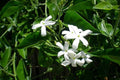 Jazmín de Arabia - Jasminum sambac - El Nou Garden
