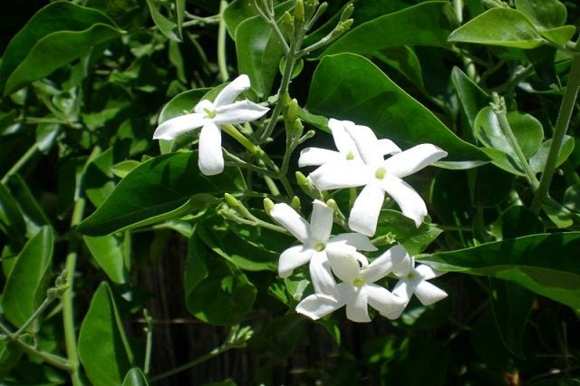 Jazmín de Arabia - Jasminum sambac - El Nou Garden