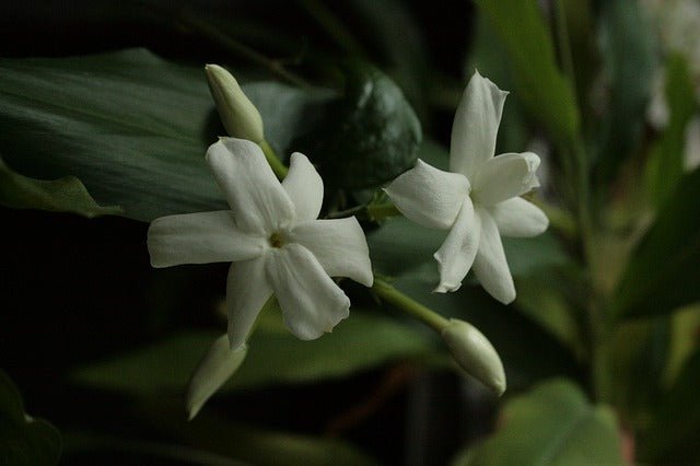 Jazmín de Arabia - Jasminum sambac - El Nou Garden