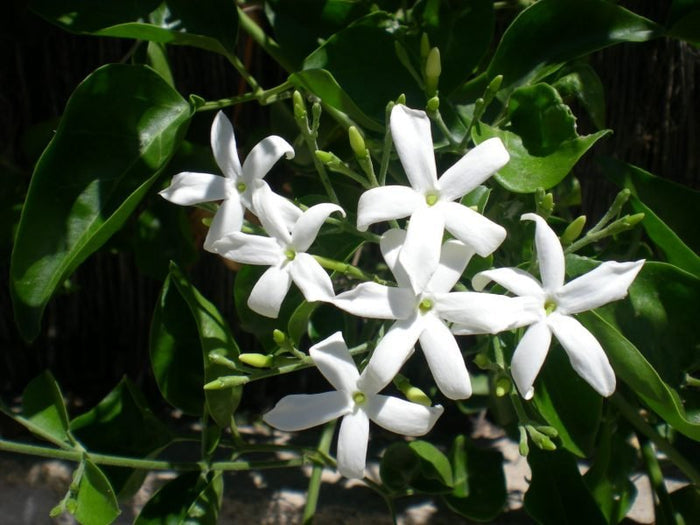 Jazmín de Arabia - Jasminum sambac - El Nou Garden
