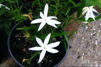 Jazmín de Australia - Jasminum simplicifolium - El Nou Garden