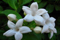 Jazmín de Madagascar - Stephanotis floribunda - El Nou Garden