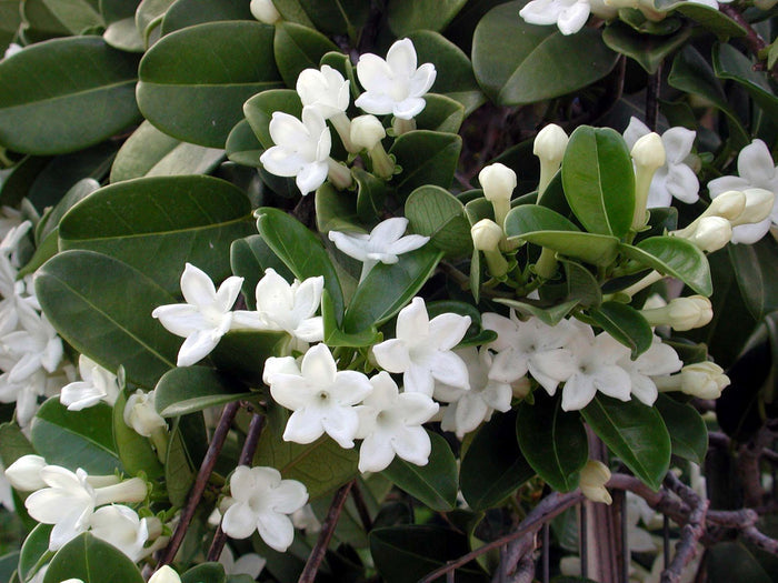 Jazmín de Madagascar - Stephanotis floribunda - El Nou Garden