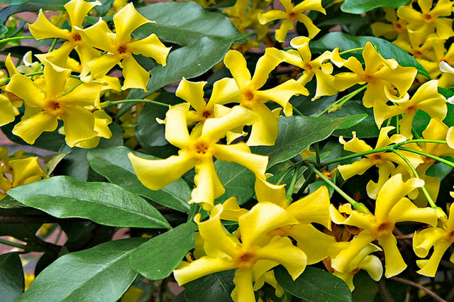 Jazmín estrella Star of Toscane - Trachelospermum jasminoides - El Nou Garden