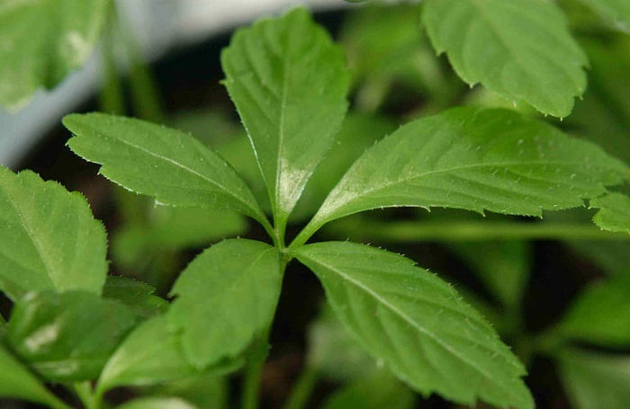 Jiaogulan - Gynostemma Pentaphylium - El Nou Garden