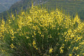 Jiniestra - Genista cinerea - El Nou Garden