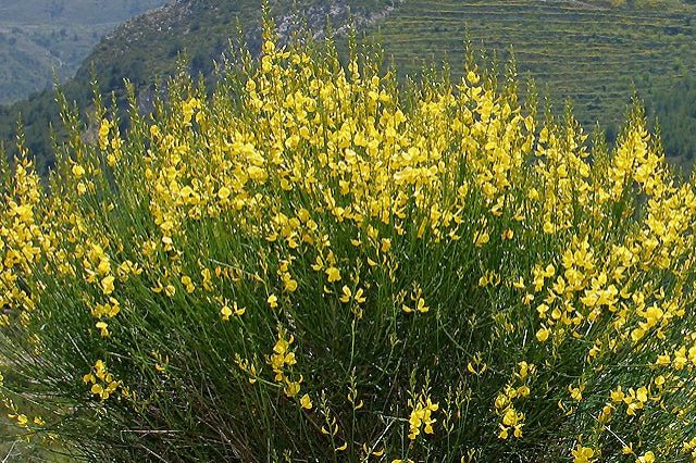 Jiniestra - Genista cinerea - El Nou Garden
