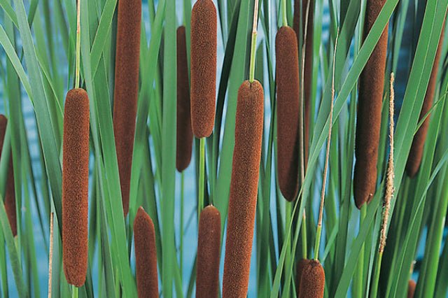 Junco de la pasión - Typha latifolia - Espadaña - El Nou Garden