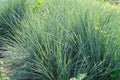 Junco Effussus - Juncus effussus - El Nou Garden