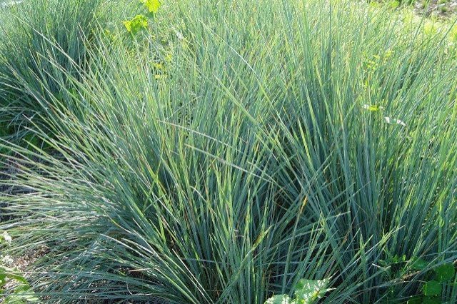 Junco Effussus - Juncus effussus - El Nou Garden