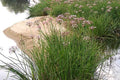 Junco florido - Butomus umbellatus - El Nou Garden