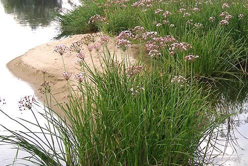Junco florido - Butomus umbellatus - El Nou Garden