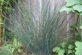 Junco Glauca - Juncus Glaucus - El Nou Garden