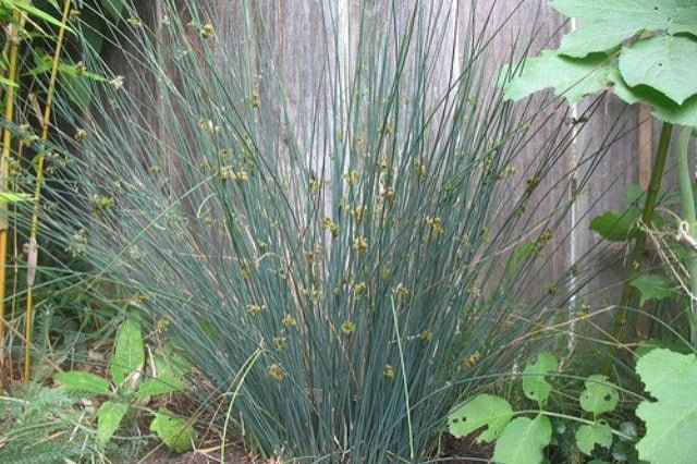Junco Glauca - Juncus Glaucus - El Nou Garden