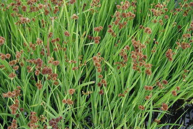 Junco Inflexo - Juncus Inflexus - El Nou Garden