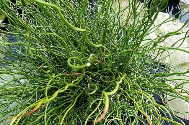 Junco Sacacorchos - Juncus Effussus spiralis - El Nou Garden