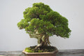 Junípero - Juníperus - Bonsai - El Nou Garden