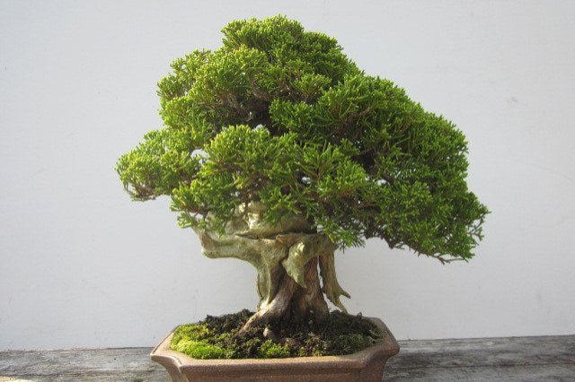 Junípero - Juníperus - Bonsai - El Nou Garden